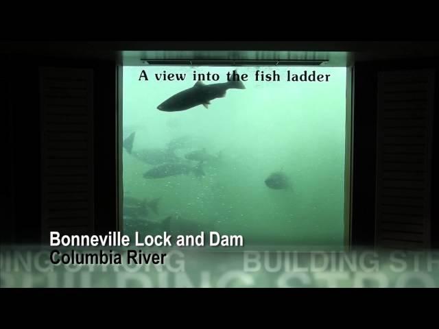 Record-breaking fish passage at Bonneville Lock and Dam