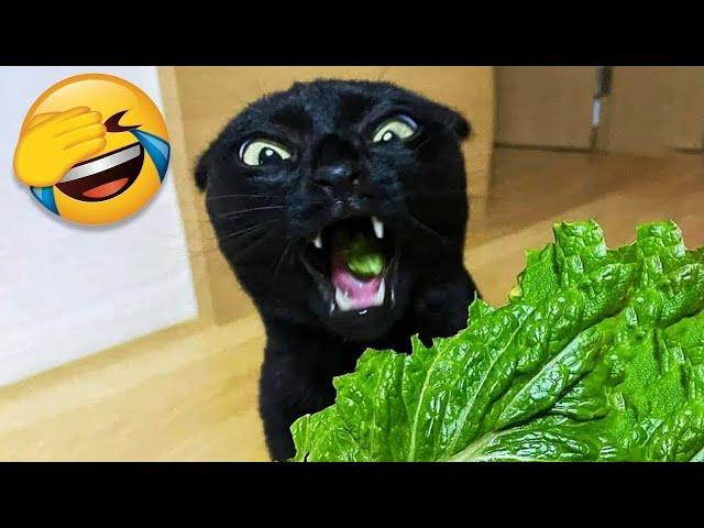 Try Not To LaughThe Funniest Dogs and Cats of 2024