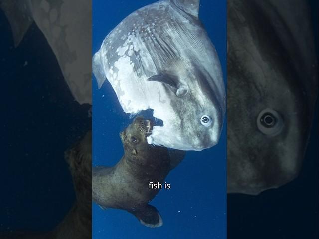 The WEIRDEST Fish in the Ocean: The Sunfish!