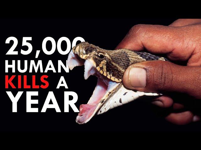 The Big Four: The Snakes With The Biggest Kill Count