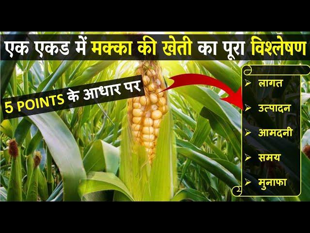 मक्का की खेती कब और कैसे करें | Makka ki kheti ki puri jaankari |  Cron/Maize Farming In India