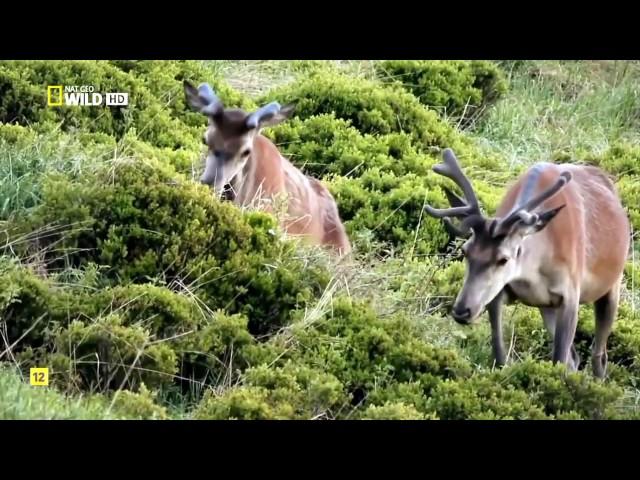 Las montañas del lobo   Documental NatGeo WILD   HD