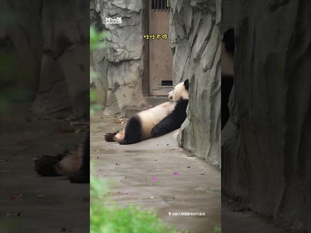 当熊猫会说话