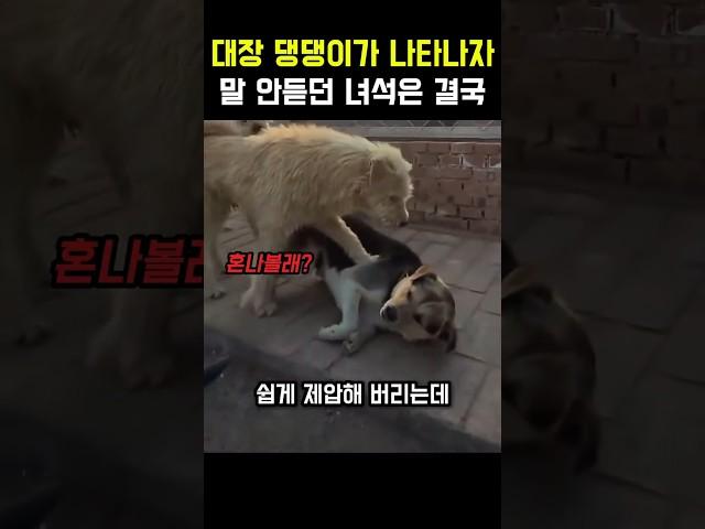 대장 댕댕이 말 안듣던 녀석의 최후 #댕댕이 #대형견 #개 #멍멍이 #동물