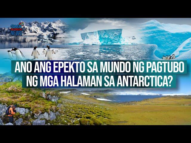 Ano ang epekto sa mundo ng pagtubo ng mga halaman sa Antarctica? | Need To Know