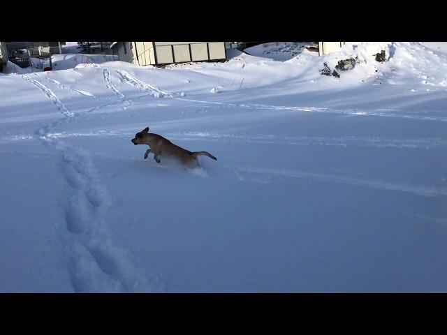 Online Gundog Working Test 5/4-20 Pilens Pascal