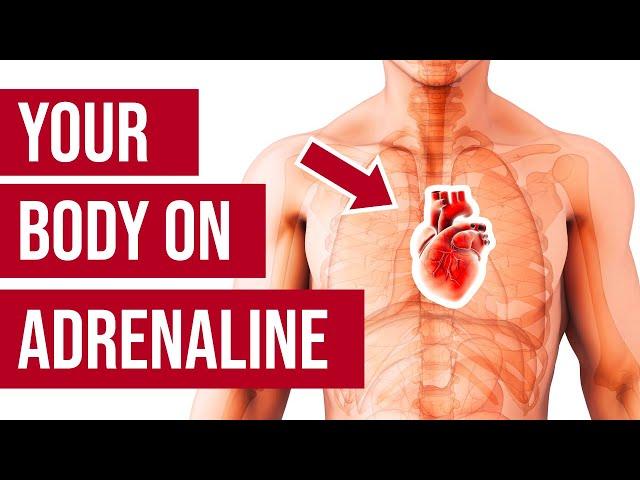 Your Body On Adrenaline