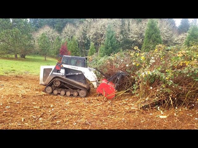 Bamboo Valley Forestry mulching Oregon blackberry thicket with wild plums and willows