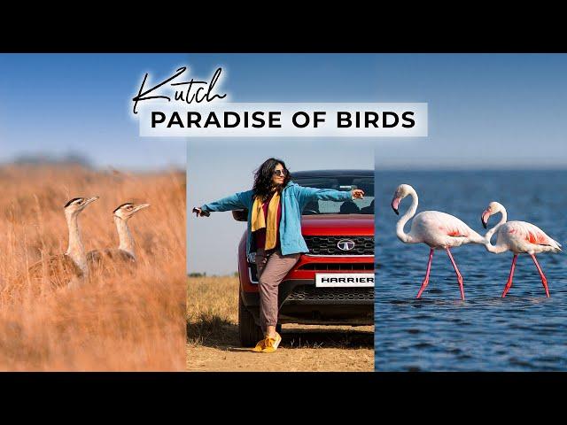 Kutch - The Paradise of Birds  | Flamingos | Wildlife of Gujarat | Great Indian Bustards | Aditi