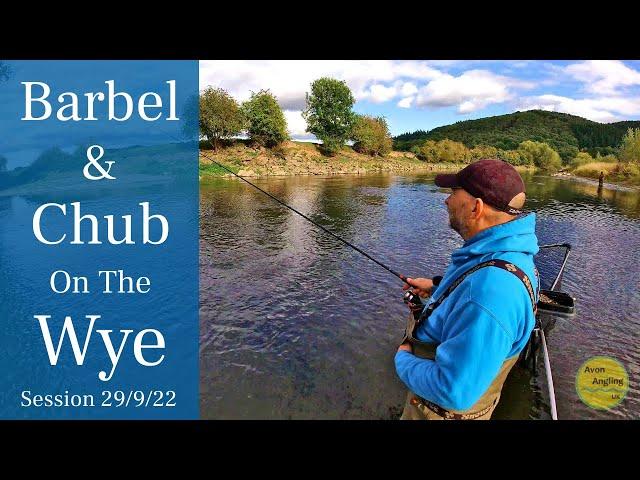 River Wye Barbel Fishing - Trotting The Stick Float - 29/9/22 (Video 349)