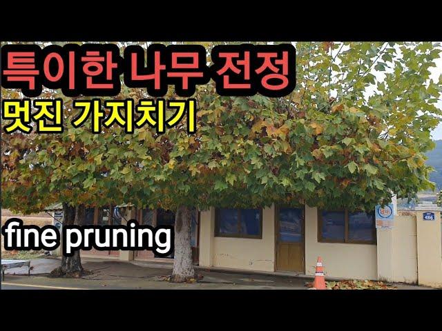 특이한 나무 우리 시골 슈퍼. 가지치기 결정판 Rural Supermarget with very pretty trees.