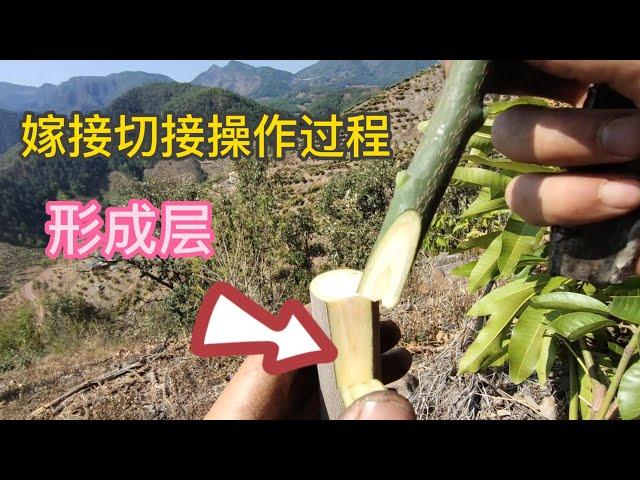 芒果切接操作過程，適合新手的嫁接方式，你要來學一下嗎？            Mango cutting operation process, suitable for novice grafting