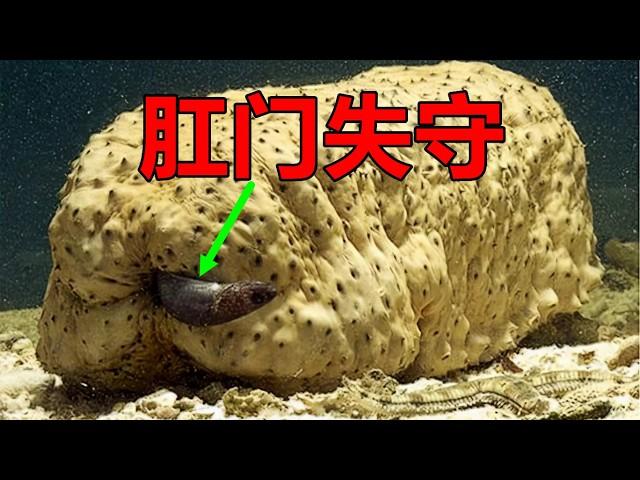 【动物科普 | 搞笑】失守肛门的海参！