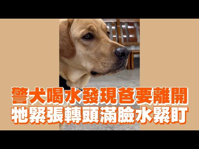 警犬喝水發現爸要離開　牠緊張轉頭滿臉水緊盯｜寵物動物｜黏人｜狗狗