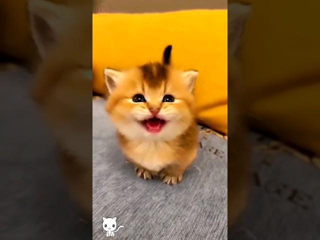 Cute baby kitten meowing ️