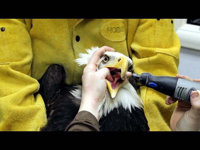 Coping our patients at the Alaska Raptor Center