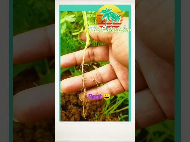 #Shorts#Gardening Tips & Techniques at Home#Garden Ideas Care & Grow Coriander in Small Space