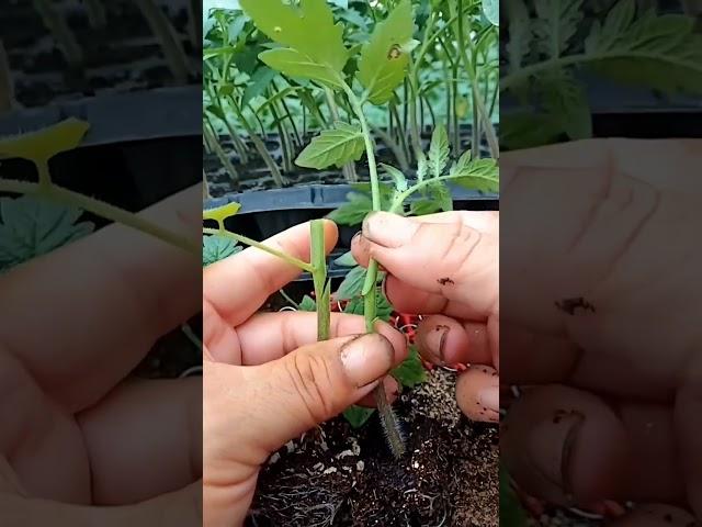 Tomato Grafting Techniques #satisfying #shortsvideo