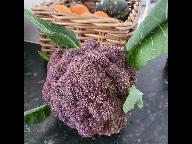 Vegetable Garden Winter update | Growing Cabbages & Cauliflower in SEQ