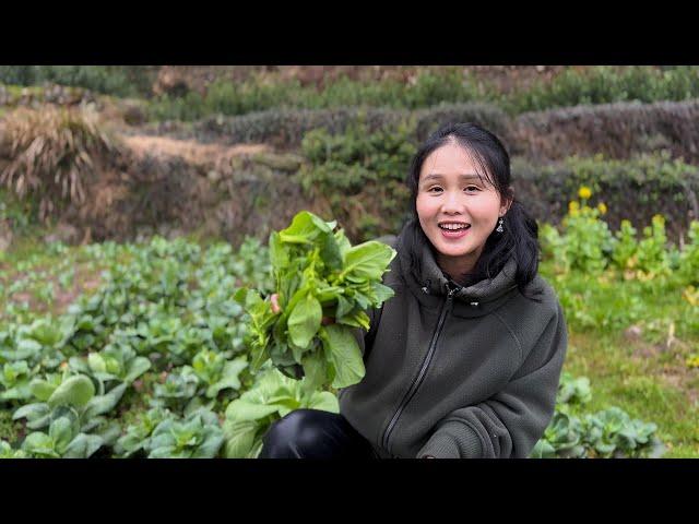 The first fresh taste of spring!Freshly picked green moss,so tender!