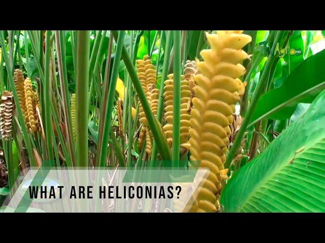 What are heliconias