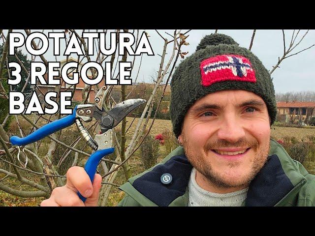 HOW, WHERE AND WHEN TO PRUNE - THE 3 BASIC RULES