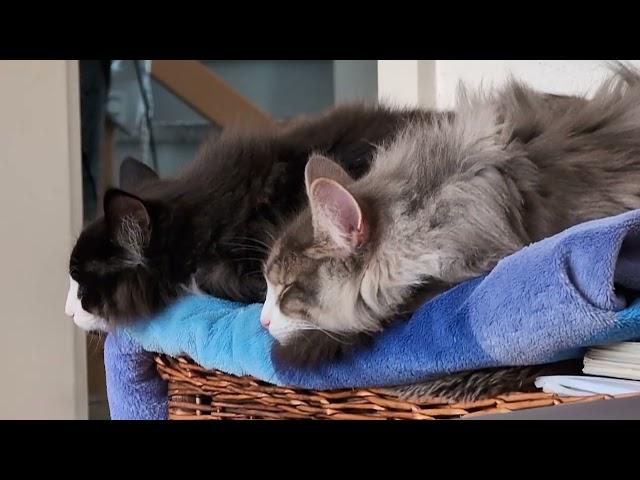 Norwegian Forest Cat: New Sport for Eddie & Odin