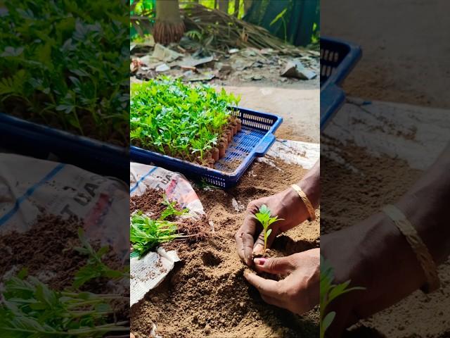 How to Pot Inca Marigold or গেঁদা Seedlings #shorts