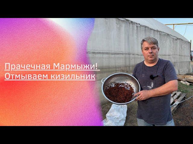 Прачечная Мармыжи! Отмываем кизильник