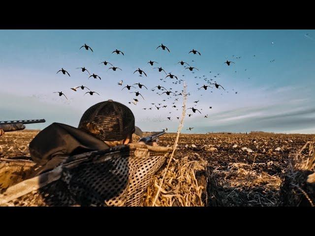 DUCK HUNTING A LOADED CORN FIELD FULL OF GREENHEADS!