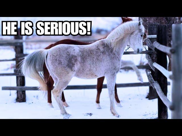 ARABIAN + WILD HORSE ~ Ziggy lays down the law!