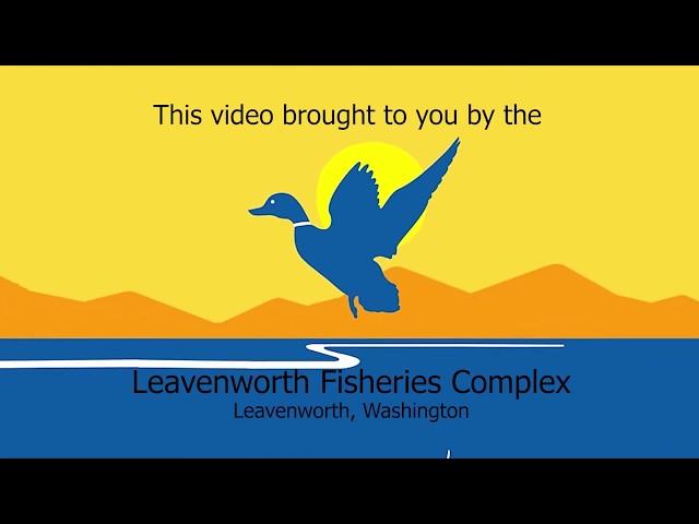 LNFH Tour Series Part 1: Introduction to the Leavenworth National Fish Hatchery