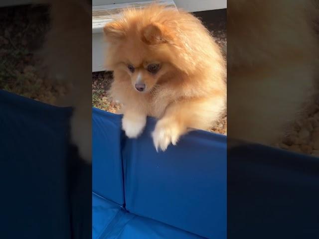 The Poms and paps get a pool! #pomeranian #papillion #summertime #pool #poolparty #cute #adorable