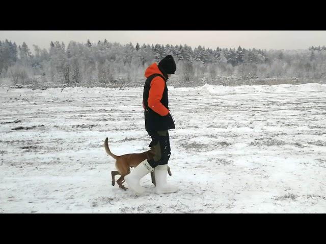 Arnold - some free heeling at 4 months, episode 9