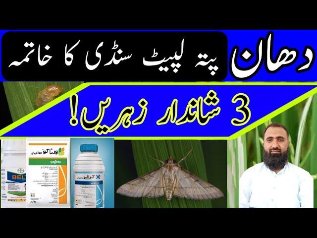 Rice Leaf Folder Chemical Control || Bilal Kanju Official