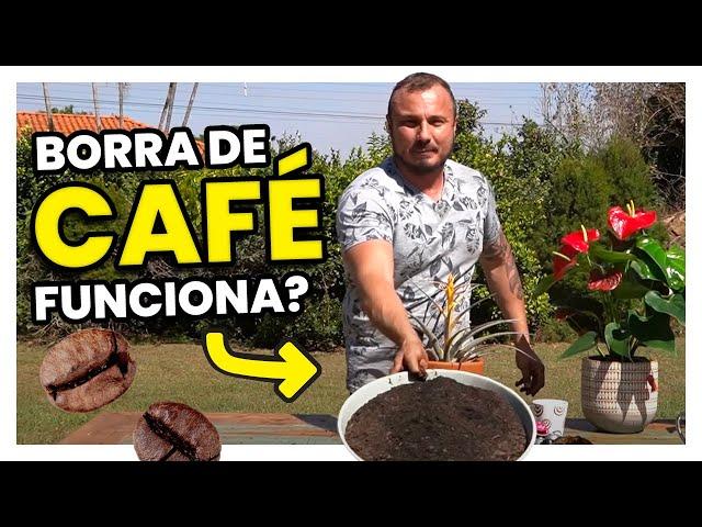 Borra de CAFÉ nas PLANTAS