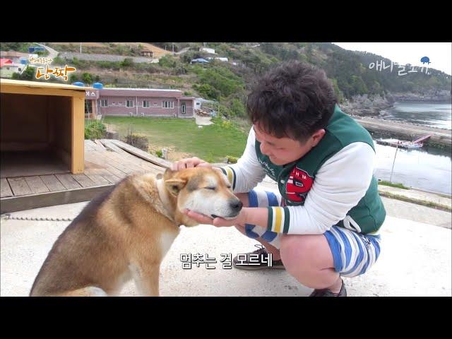 [동물다큐] 계속 쓰다듬어달라개( ･ิᴥ･ิ) 욕지도의 애교쟁이 복돌이｜바보 복돌이 (1/4)