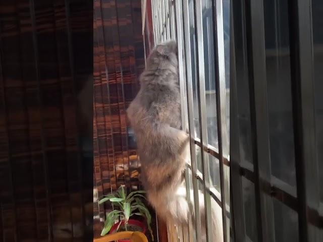 Excited to watch pigeon #cat #catvideos #catfunny #viral #shorts #short #trending #viralvideo