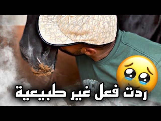 لقينا أحسن حل لحصان العزوة  لي نقذناه من الجزار في أخر دقيقة…