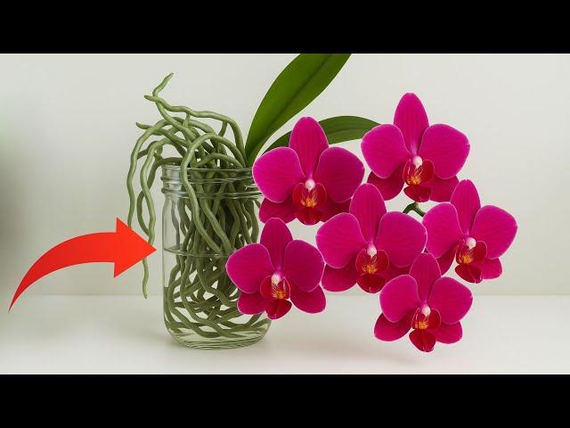 How to grow orchids without watering and orchids bloom all 4 seasons
