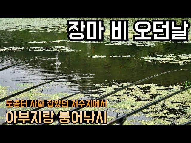 장마에 낚시 가보기//토종터//사짜잡은저수지