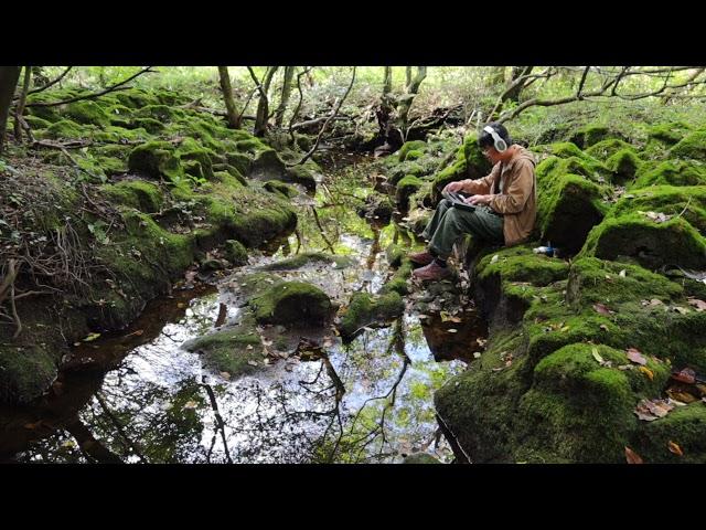 이 음악을 들으면 30분 안에 이끼숲에서 잠들게 됩니다 / Hiding in the moss forest