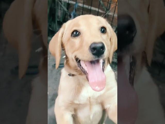 Active Lab puppy | Chennai RR Aquarium