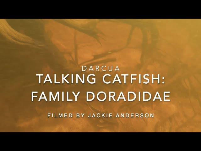 Talking Catfish: Family Doradidae