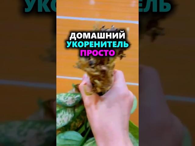 Корни за сутки! Мощный укоренитель из дрожжей своими руками #огород #дача #сад