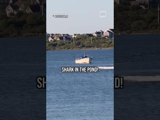 20-foot basking shark spotted in Block Island's Great Salt Pond