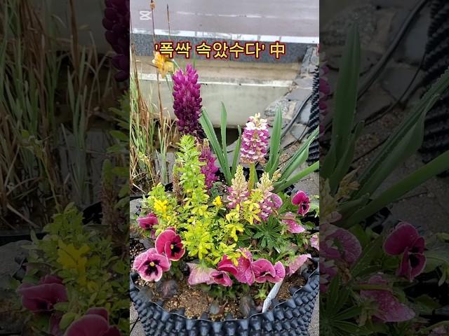 #봄꽃 #김용빈 #미스터트롯3 #내사랑지금어디 #광주광역시 #광주남구  #광주 #폭싹속았수다 #flowers #garden #gardening
