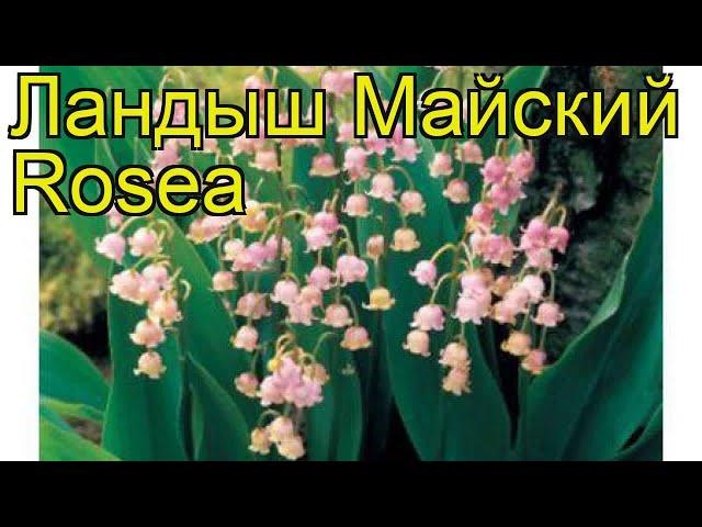 Ландыш майский Розеа (Rosea). Краткий обзор, описание характеристик, где купить саженцы