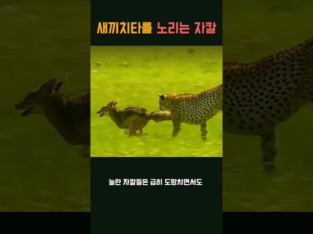새끼치타를 노리는 자칼 #동물다큐멘터리