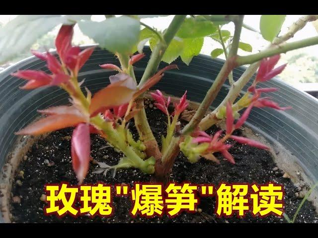 3步教你；Rose 玫瑰花 如何多“抽笋”，如何多长枝开花，抽笋越多，开花越旺